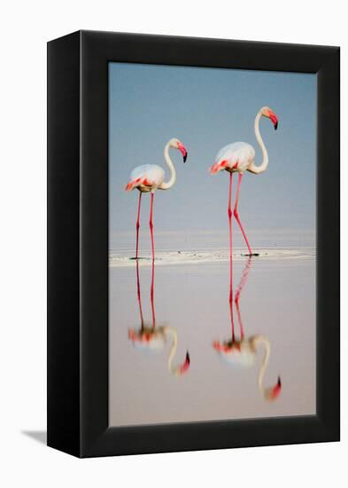 Greater Flamingos (Phoenicopterus Roseus) in a Lake, Ndutu, Ngorongoro Conservation Area, Tanzania-null-Framed Stretched Canvas