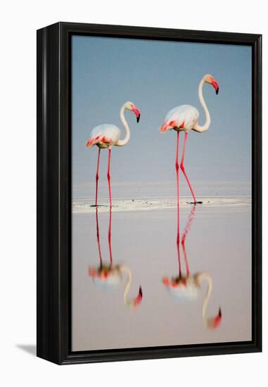 Greater Flamingos (Phoenicopterus Roseus) in a Lake, Ndutu, Ngorongoro Conservation Area, Tanzania-null-Framed Stretched Canvas