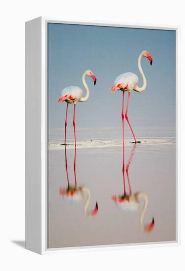 Greater Flamingos (Phoenicopterus Roseus) in a Lake, Ndutu, Ngorongoro Conservation Area, Tanzania-null-Framed Stretched Canvas