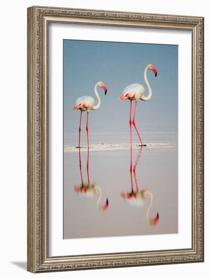 Greater Flamingos (Phoenicopterus Roseus) in a Lake, Ndutu, Ngorongoro Conservation Area, Tanzania-null-Framed Photographic Print