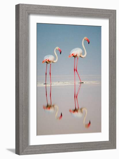 Greater Flamingos (Phoenicopterus Roseus) in a Lake, Ndutu, Ngorongoro Conservation Area, Tanzania-null-Framed Photographic Print