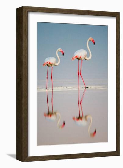 Greater Flamingos (Phoenicopterus Roseus) in a Lake, Ndutu, Ngorongoro Conservation Area, Tanzania-null-Framed Photographic Print