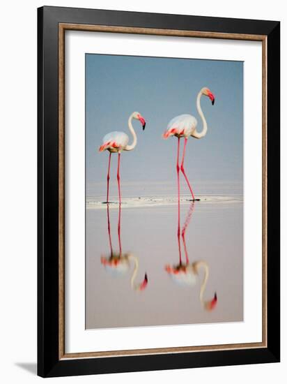 Greater Flamingos (Phoenicopterus Roseus) in a Lake, Ndutu, Ngorongoro Conservation Area, Tanzania-null-Framed Photographic Print