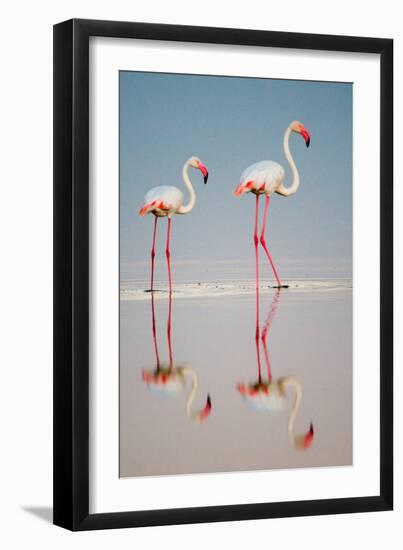 Greater Flamingos (Phoenicopterus Roseus) in a Lake, Ndutu, Ngorongoro Conservation Area, Tanzania-null-Framed Photographic Print