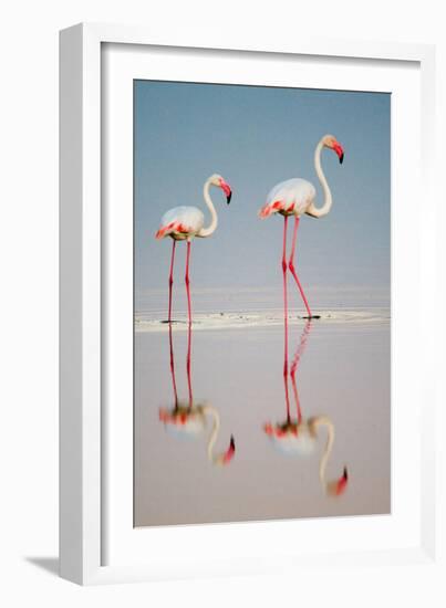 Greater Flamingos (Phoenicopterus Roseus) in a Lake, Ndutu, Ngorongoro Conservation Area, Tanzania-null-Framed Photographic Print