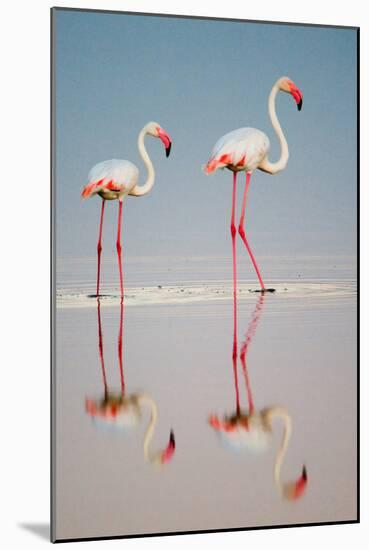 Greater Flamingos (Phoenicopterus Roseus) in a Lake, Ndutu, Ngorongoro Conservation Area, Tanzania-null-Mounted Photographic Print
