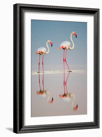 Greater Flamingos (Phoenicopterus Roseus) in a Lake, Ndutu, Ngorongoro Conservation Area, Tanzania-null-Framed Photographic Print