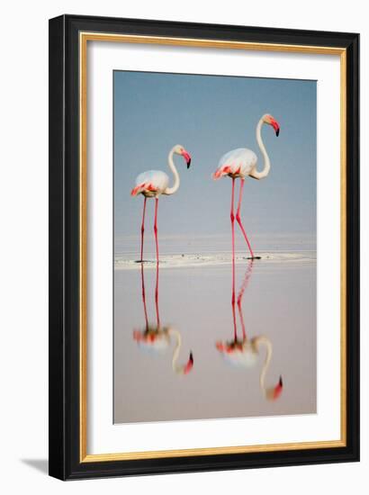 Greater Flamingos (Phoenicopterus Roseus) in a Lake, Ndutu, Ngorongoro Conservation Area, Tanzania-null-Framed Photographic Print