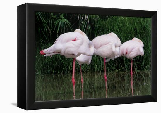 Greater Flamingos Sleeping-Tony Camacho-Framed Premier Image Canvas