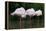 Greater Flamingos Sleeping-Tony Camacho-Framed Premier Image Canvas