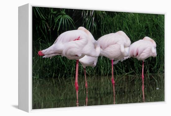 Greater Flamingos Sleeping-Tony Camacho-Framed Premier Image Canvas