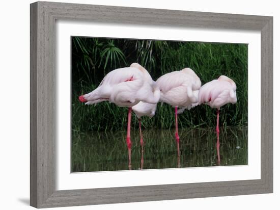 Greater Flamingos Sleeping-Tony Camacho-Framed Photographic Print