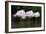 Greater Flamingos Sleeping-Tony Camacho-Framed Photographic Print