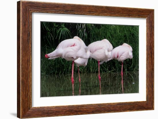 Greater Flamingos Sleeping-Tony Camacho-Framed Photographic Print