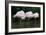 Greater Flamingos Sleeping-Tony Camacho-Framed Photographic Print
