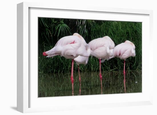 Greater Flamingos Sleeping-Tony Camacho-Framed Photographic Print