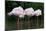 Greater Flamingos Sleeping-Tony Camacho-Mounted Photographic Print