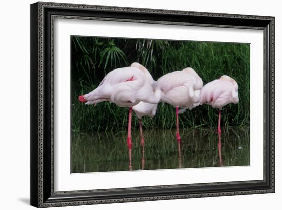 Greater Flamingos Sleeping-Tony Camacho-Framed Photographic Print