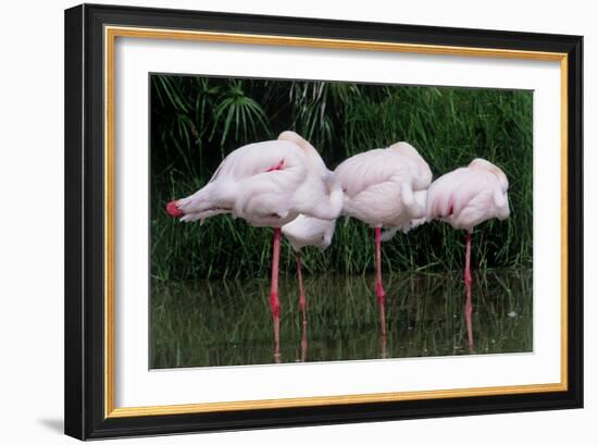 Greater Flamingos Sleeping-Tony Camacho-Framed Photographic Print