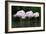 Greater Flamingos Sleeping-Tony Camacho-Framed Photographic Print