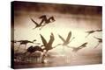 Stretched Canvas Print