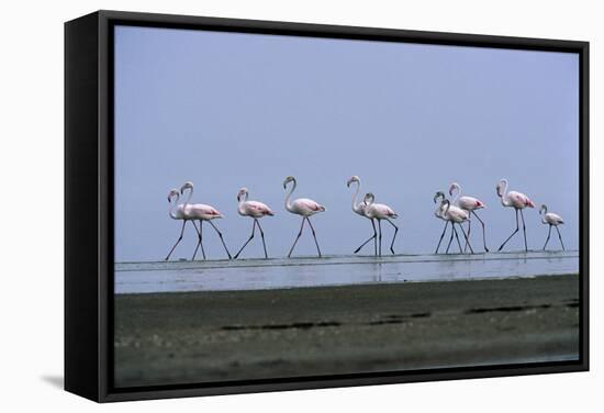 Greater Flamingos Wading-Tony Camacho-Framed Premier Image Canvas