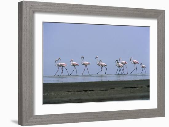 Greater Flamingos Wading-Tony Camacho-Framed Photographic Print