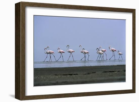 Greater Flamingos Wading-Tony Camacho-Framed Photographic Print