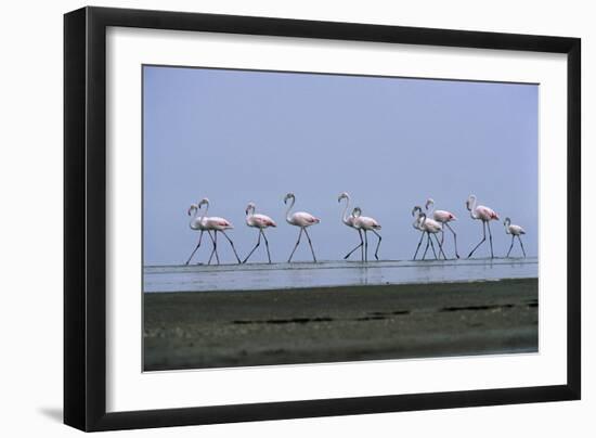 Greater Flamingos Wading-Tony Camacho-Framed Photographic Print