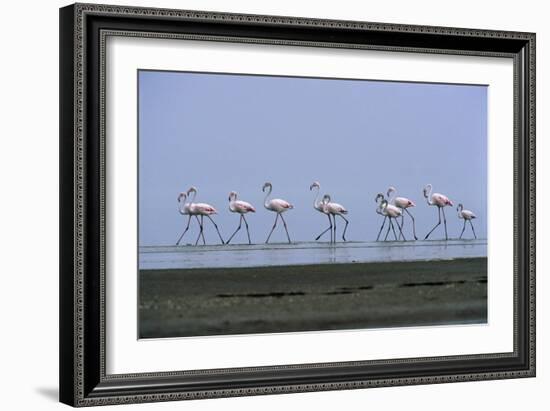 Greater Flamingos Wading-Tony Camacho-Framed Photographic Print