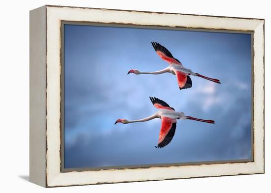 Greater Flamingos-Xavier Ortega-Framed Premier Image Canvas