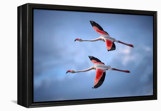 Greater Flamingos-Xavier Ortega-Framed Premier Image Canvas