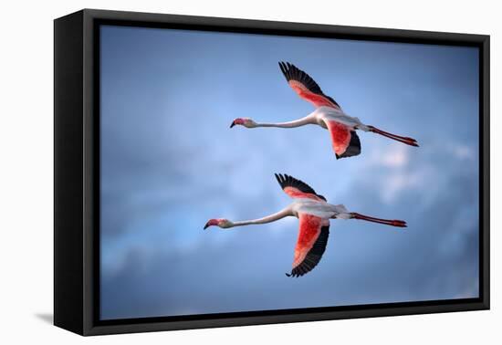 Greater Flamingos-Xavier Ortega-Framed Premier Image Canvas