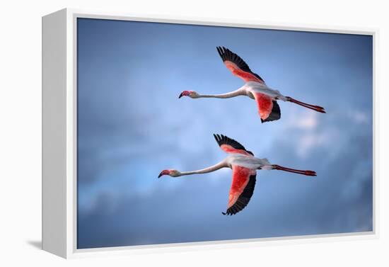 Greater Flamingos-Xavier Ortega-Framed Premier Image Canvas