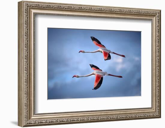 Greater Flamingos-Xavier Ortega-Framed Photographic Print