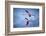 Greater Flamingos-Xavier Ortega-Framed Photographic Print