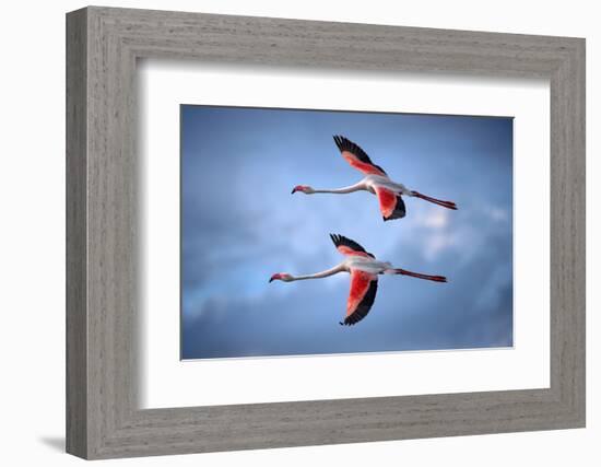 Greater Flamingos-Xavier Ortega-Framed Photographic Print