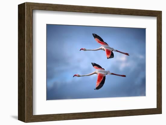 Greater Flamingos-Xavier Ortega-Framed Photographic Print