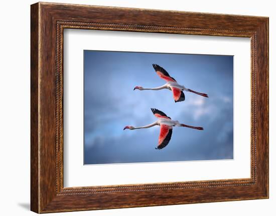 Greater Flamingos-Xavier Ortega-Framed Photographic Print