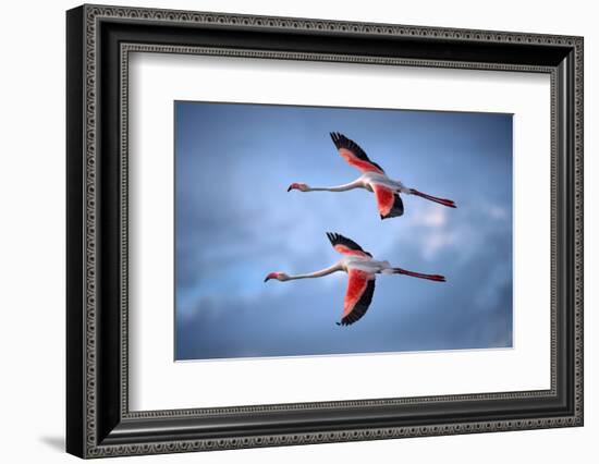 Greater Flamingos-Xavier Ortega-Framed Photographic Print