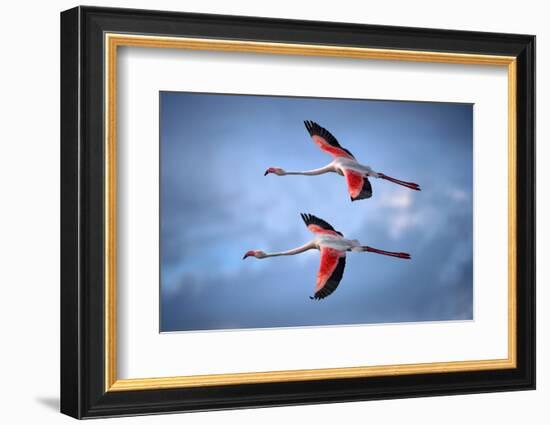 Greater Flamingos-Xavier Ortega-Framed Photographic Print