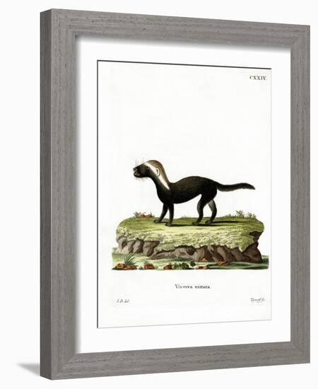 Greater Grison-null-Framed Giclee Print