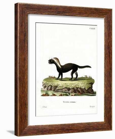 Greater Grison-null-Framed Giclee Print