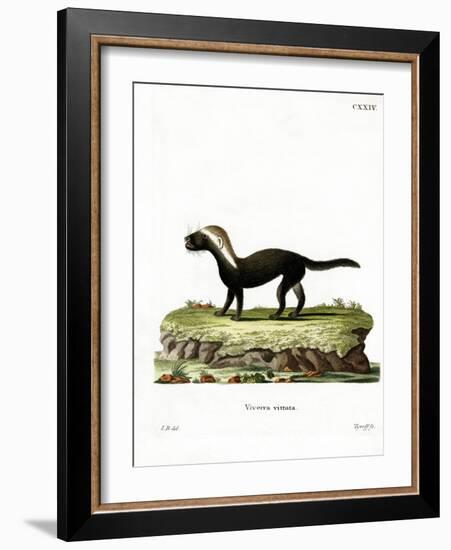 Greater Grison-null-Framed Giclee Print