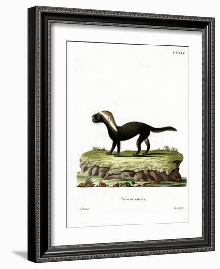 Greater Grison-null-Framed Giclee Print