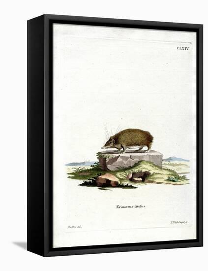 Greater Hedgehog Tenrec-null-Framed Premier Image Canvas