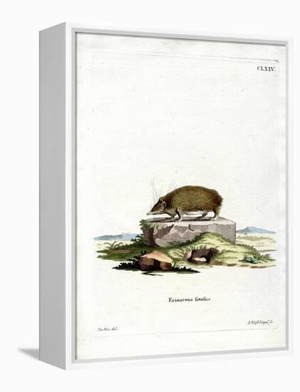 Greater Hedgehog Tenrec-null-Framed Premier Image Canvas