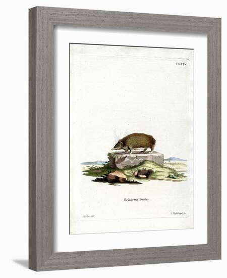 Greater Hedgehog Tenrec-null-Framed Giclee Print