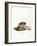 Greater Hedgehog Tenrec-null-Framed Giclee Print