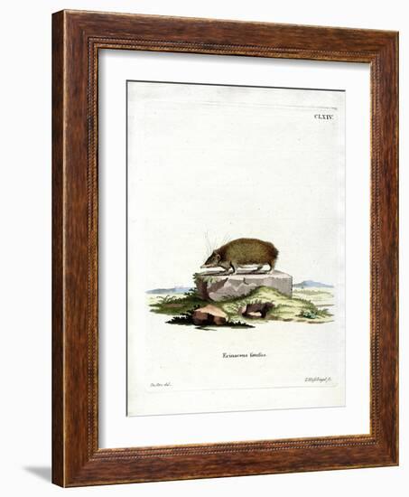 Greater Hedgehog Tenrec-null-Framed Giclee Print